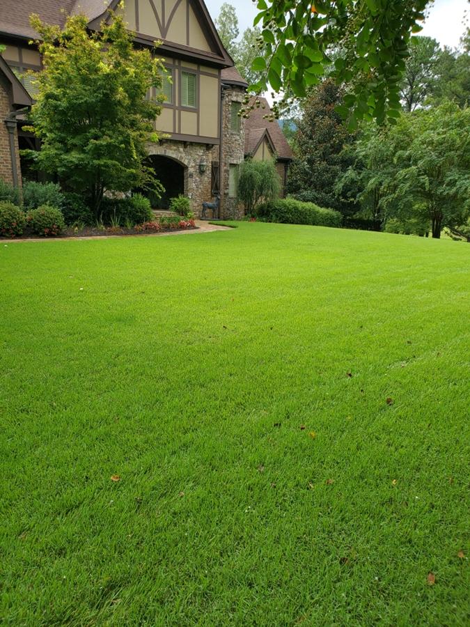 Green lawn